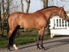 Deckhengst Oosterbroek Francois (New-Forest-Pony, 2004, von Brandy XIII)