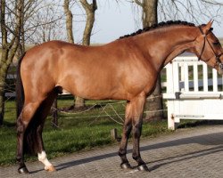 stallion Oosterbroek Francois (New Forest Pony, 2004, from Brandy XIII)