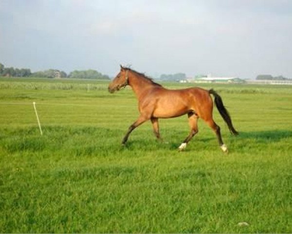 broodmare Angelie (New Forest Pony, 1989, from Anydale Nico)