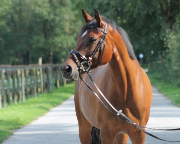 broodmare La Jolie (Rhinelander,  , from Laomedon)