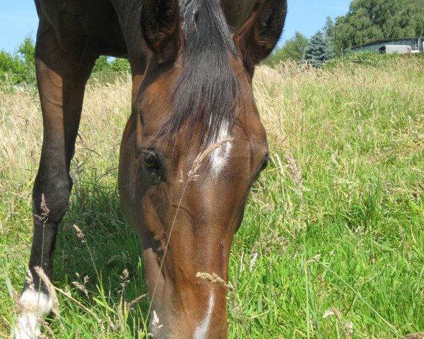 broodmare Rosalka (Oldenburg, 1997, from Rubinstar)