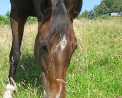 broodmare Rosalka (Oldenburg, 1997, from Rubinstar)