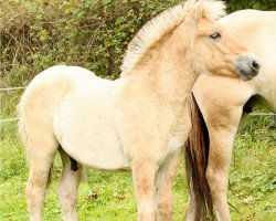 horse Kjando (Fjord Horse, 2014, from Kjartan)