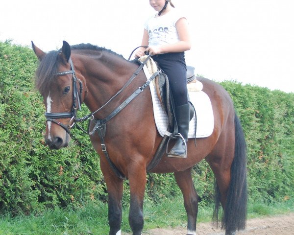 dressage horse Foxi (German Riding Pony, 2010, from Farbenfroh C WE)
