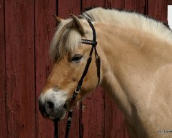 horse Romeo (Fjord Horse, 1999, from Kastanielystens Rasmus)