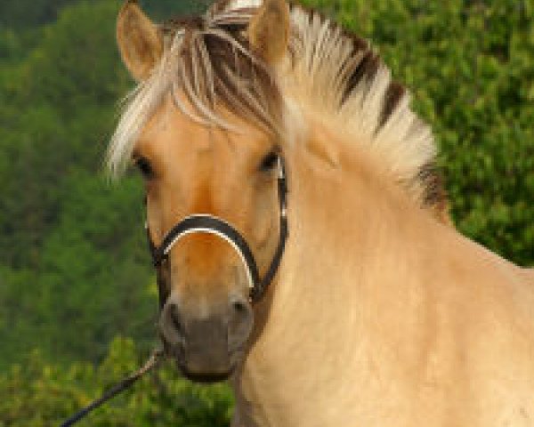 broodmare Franzi (Fjord Horse, 2002, from Skjöld)