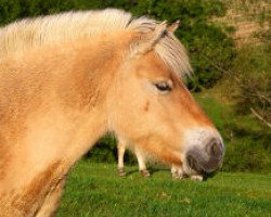 broodmare Flikka FJ (Fjord Horse, 2000, from Kolja Halsnæs)