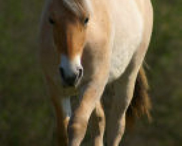 Pferd Fine (Fjordpferd, 2006, von Rei Romanow)