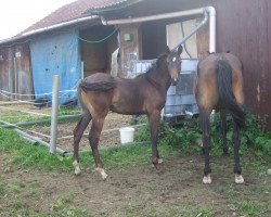 broodmare Like a Princess (Westphalian, 2014, from Like a Diamond NRW)