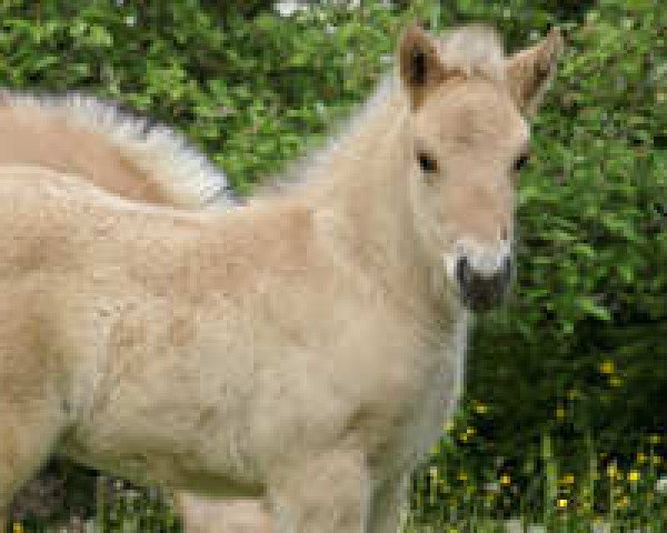 broodmare Fee (Fjord Horse, 2008, from Kjartan)