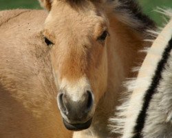 horse Kjelt (Fjord Horse, 2008, from Kjartan)