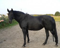 broodmare Hillary Clinton (Oldenburg, 1998, from Donatelli I)