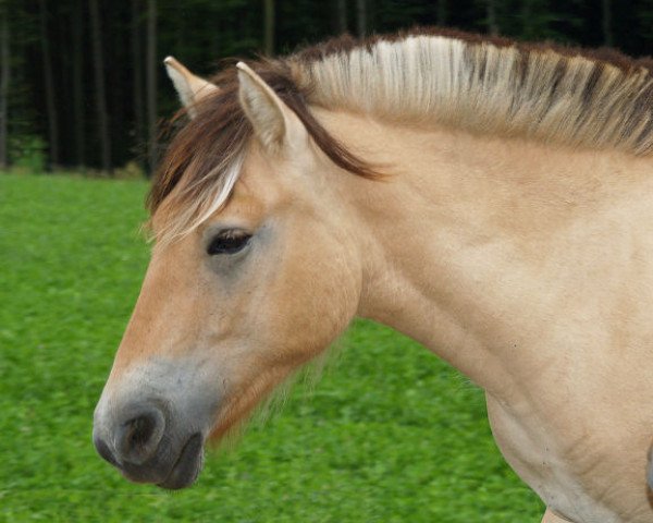 Pferd Rubin (Fjordpferd, 2009, von Rei Romanow)