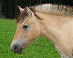 Pferd Rubin (Fjordpferd, 2009, von Rei Romanow)