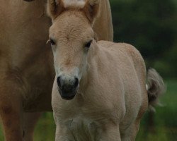 horse Rune (Fjord Horse, 2009, from Rei Romanow)