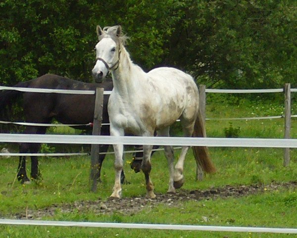 horse Angelina Caisy (Zweibrücken, 2000, from Apricot D II)