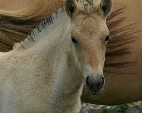 Pferd Fiona (Fjordpferd, 2010, von Dalbyn)