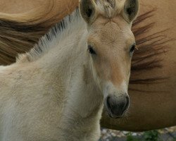 Pferd Fiona (Fjordpferd, 2010, von Dalbyn)