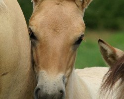 horse Darwin (Fjord Horse, 2010, from Dalbyn)