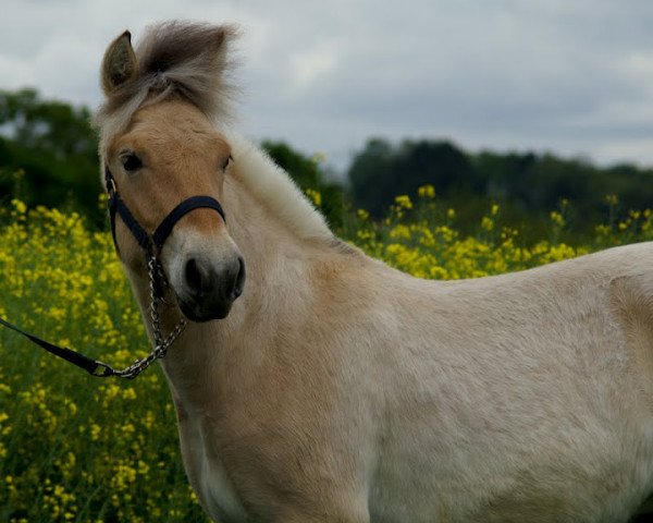 horse Kalle vom Gleisberg (Fjord Horse, 2011, from Kjartan)