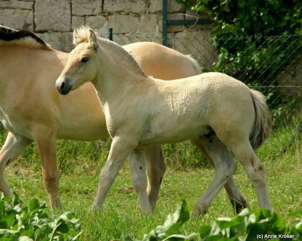 dressage horse Petzi vom Gleisberg (Fjord Horse, 2012, from Pelle)