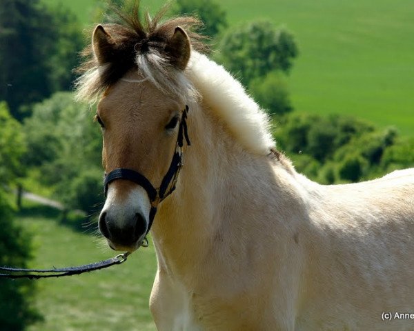 Pferd Keke (Fjordpferd, 2011, von Kjartan)