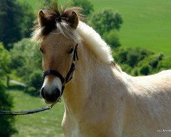 horse Keke (Fjord Horse, 2011, from Kjartan)