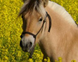 broodmare Fenia (Fjord Horse, 2005, from Rei Romanow)