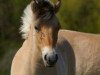 broodmare Frida (Fjord Horse, 2006, from Rei Romanow)