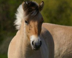 broodmare Frida (Fjord Horse, 2006, from Rei Romanow)