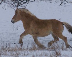 broodmare Fanny (Fjord Horse, 1997, from Kolja Halsnæs)