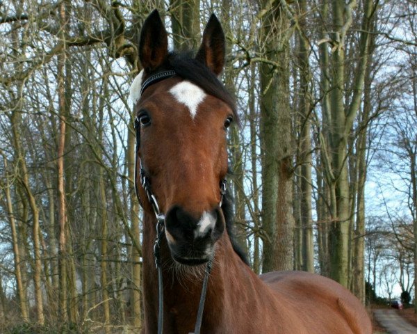 Pferd Rømøs Calypso (Holsteiner, 2002, von Calimero)