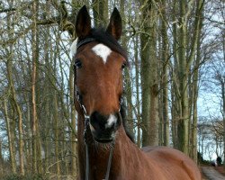 horse Rømøs Calypso (Holsteiner, 2002, from Calimero)