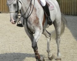 jumper Audi's Alpapillon-Armanie (Nederlands Rijpaarden en Pony, 1997, from Aldato)