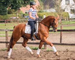 dressage horse Feres (Hanoverian, 2011, from Fürst Nymphenburg)