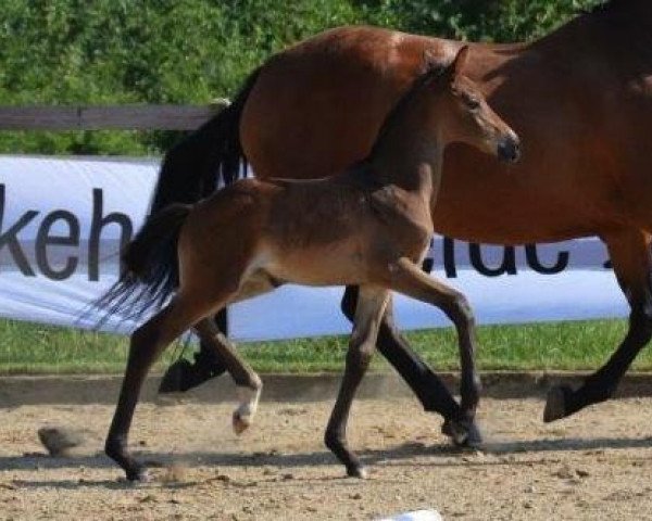 broodmare Neyla (ex Naomi) (Trakehner, 2014, from Goldschmidt)