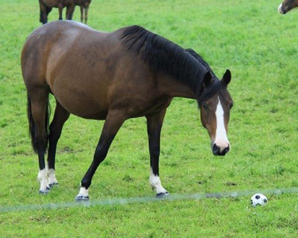 Zuchtstute Hantana B (Belgisches Reitpony, 2003, von Nantano)