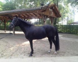 horse Majestix (New Forest Pony, 2004, from Mombo Moscan)