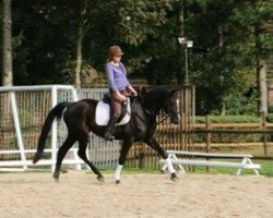 dressage horse Rio (Hanoverian, 2005, from Revan)