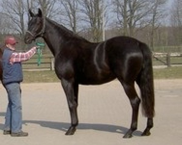 broodmare Alameda 2 (Trakehner, 1998, from Buddenbrock)