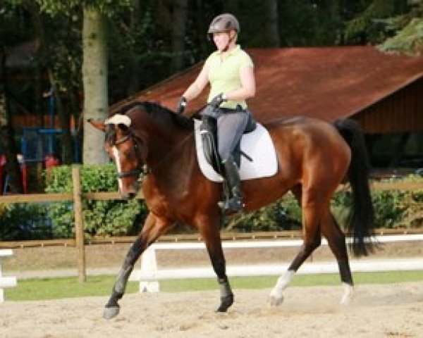 jumper C'est la Vox (Hanoverian, 2007, from Count Grannus)