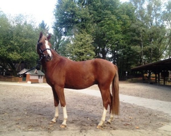 jumper Franz Fabio (German Riding Pony, 2011, from Farbenfroh C WE)