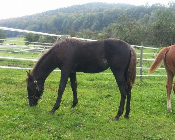 Pferd ANOTHER BLACKBEAUTY (Quarter Horse, 2014)