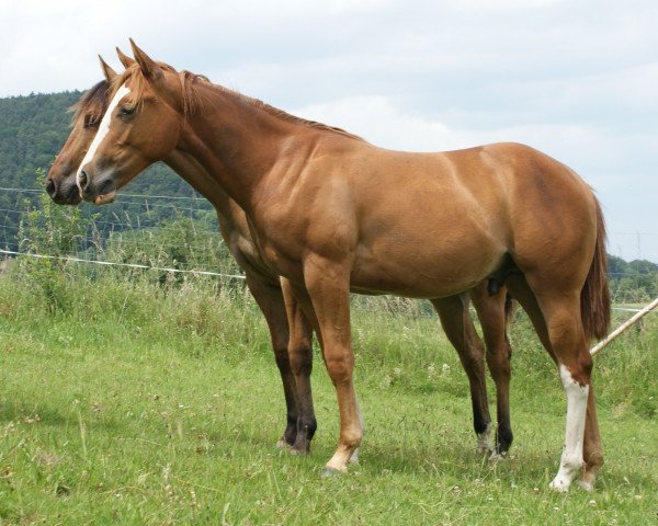 Pferd BH C LIL DUN IT PENA (Quarter Horse, 2013)