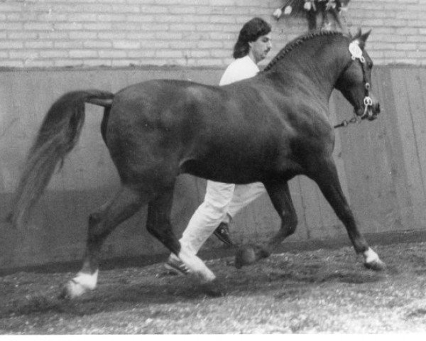 Deckhengst Brummerhoeve's Denny Danny (New-Forest-Pony, 1980, von Robijn)