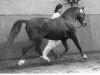 stallion Brummerhoeve's Denny Danny (New Forest Pony, 1980, from Robijn)