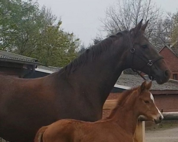 broodmare Bellamie (Württemberger, 2009, from Belissimo NRW)