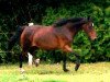 broodmare Dorina (German Riding Pony, 1995, from Durello)
