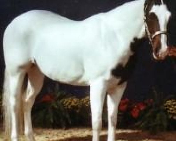 Zuchtstute Special White Review (Paint Horse, 2002, von Hesa Rockin Review)