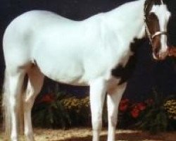 Zuchtstute Special White Review (Paint Horse, 2002, von Hesa Rockin Review)